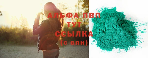 сатива Новозыбков