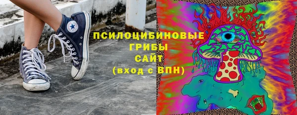 сатива Новозыбков