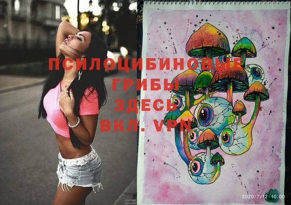 сатива Новозыбков