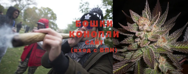 сатива Новозыбков